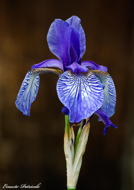 Iris sibirica, Lilium carniolicum e Iris sp. (cultivar)